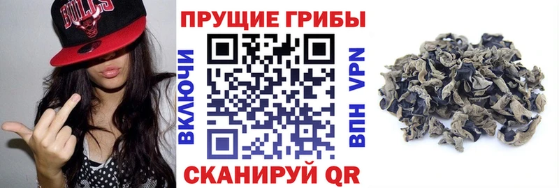 мега как войти  купить   Рудня  Псилоцибиновые грибы Cubensis 